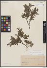 Foto von Salix breviserrata Flod.
